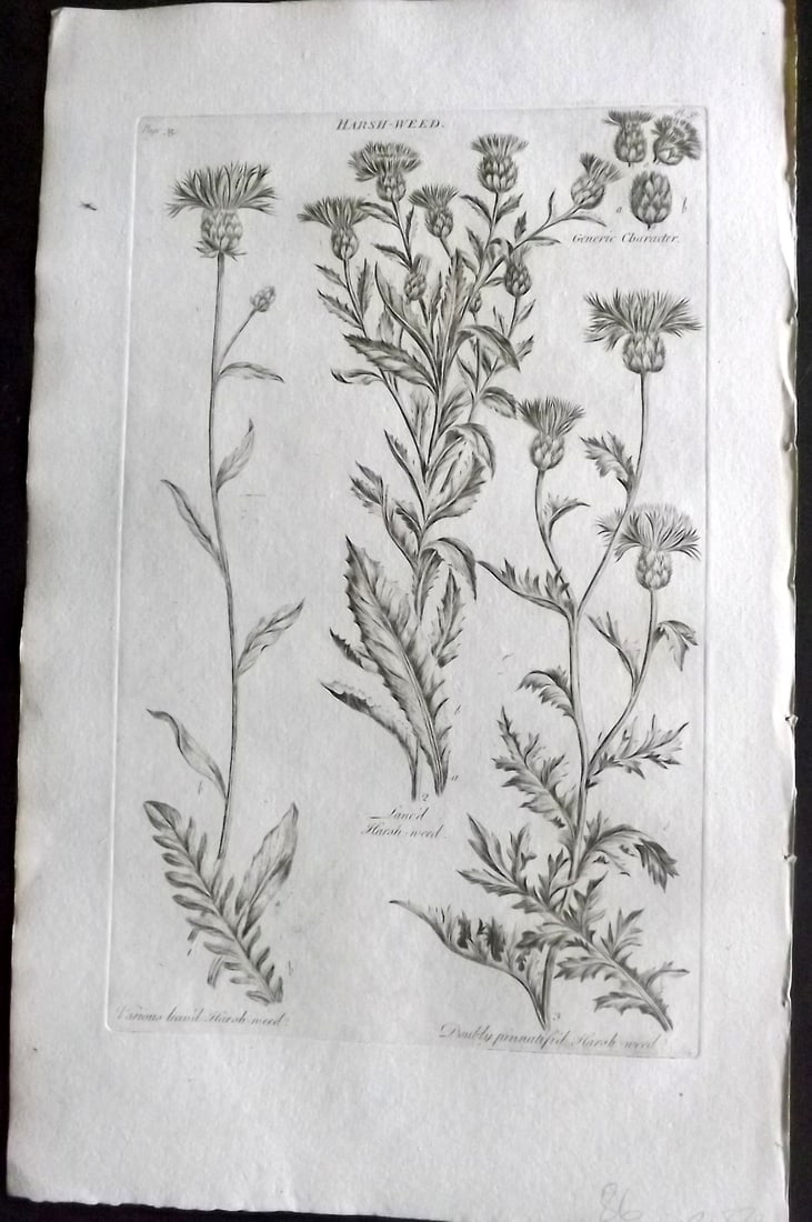 Hill, John 1760's Large Folio Botanical Print. Harshweed 32: Folio Copper Plate Published London 1759-75 for "The Vegetable System" First & Folio Edition by John Hill. Paper Size: 19 x 12 inch (48 x 30cm) Very minor margin toning. Good Condition