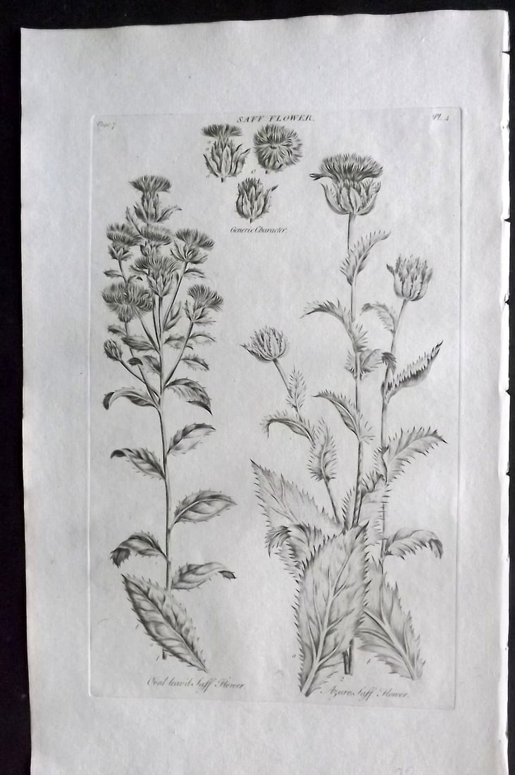 Hill, John 1760's Large Folio Botanical Print. Saff Flower 04: Folio Copper Plate Published London 1759-75 for "The Vegetable System" First & Folio Edition by John Hill. Paper Size: 19 x 12 inch (48 x 30cm) Very minor margin toning. Good Condition