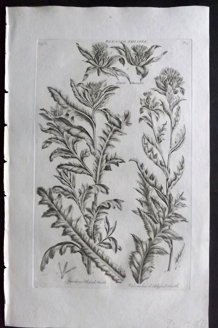Hill, John 1760's Large Folio Botanical Print. Blessed Thistle 05: Folio Copper Plate Published London 1759-75 for "The Vegetable System" First & Folio Edition by John Hill. Paper Size: 19 x 12 inch (48 x 30cm) Very minor margin toning. Good Condition