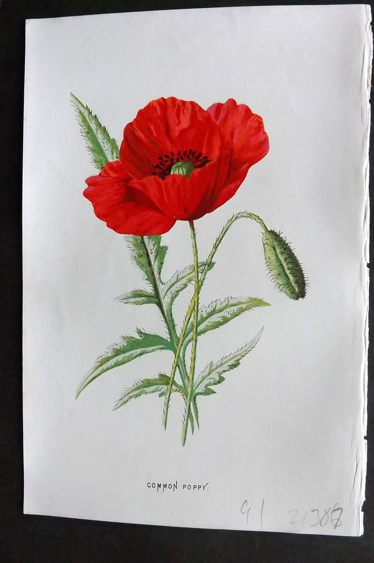 Hulme, Edward 1878 First Edition Botanical Print. Common Poppy: Chromolithographs Published C1880, London for "Familiar Garden Flowers" First Edition by F. Edward Hulme & Shirley Hibberd. Paper Size: 7.5 x 5 inch (19 x 13cm) Right margin with surface paper loss, o