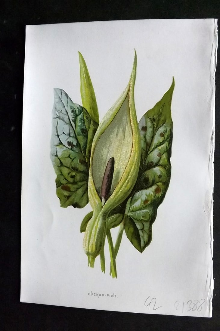Hulme, Edward 1878 First Edition Botanical Print. Cuckoo Pint: Chromolithographs Published C1880, London for "Familiar Garden Flowers" First Edition by F. Edward Hulme & Shirley Hibberd. Paper Size: 7.5 x 5 inch (19 x 13cm) Right margin with surface paper loss, o