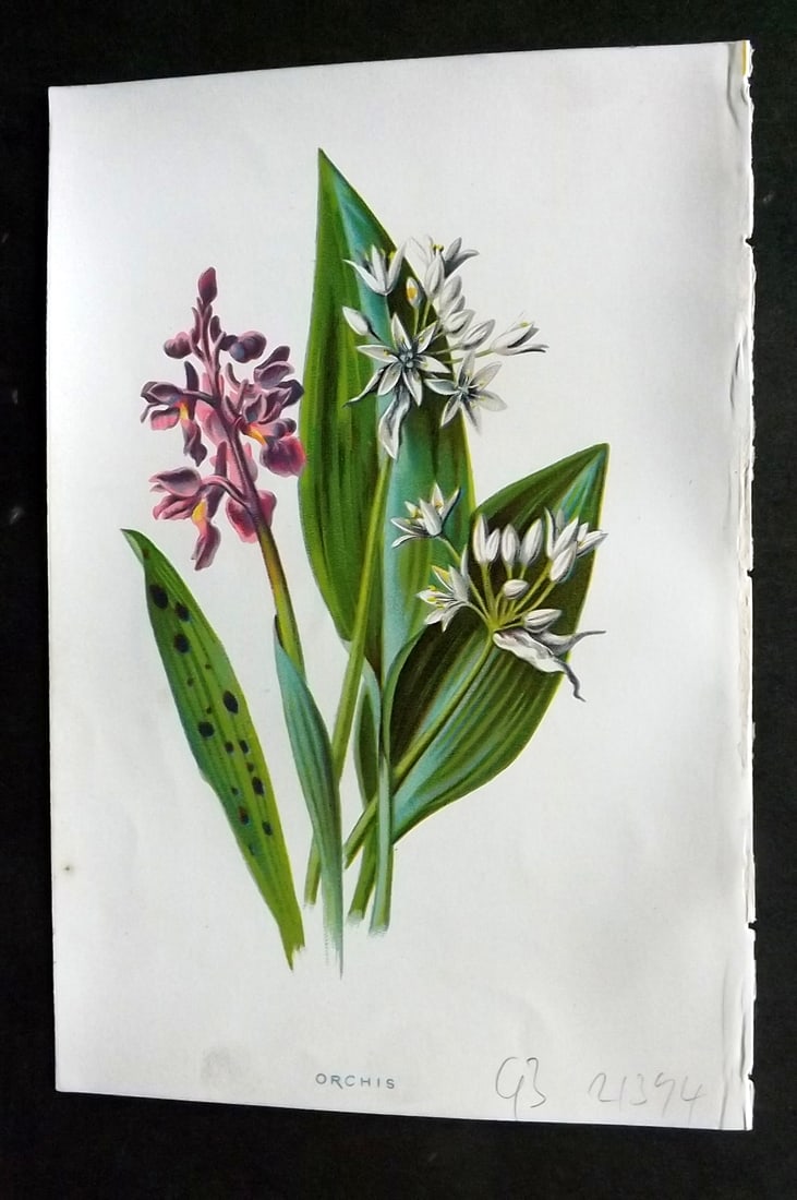 Hulme, Edward 1878 First Edition Botanical Print. Orchis Orchid (1 of 1)
