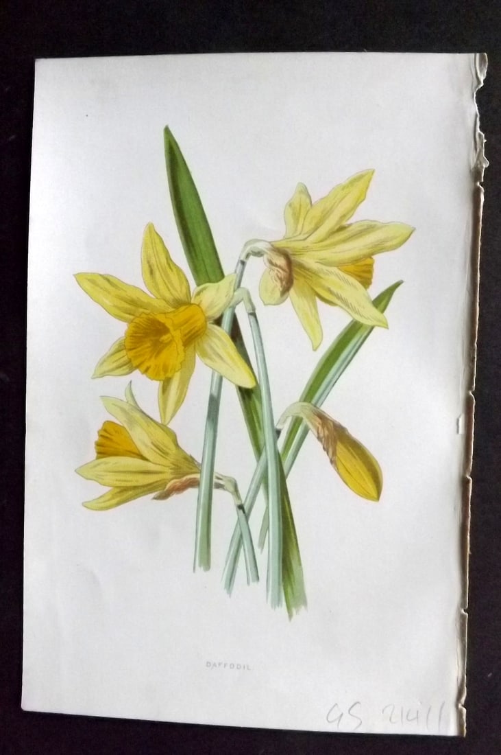 Hulme, Edward 1878 First Edition Botanical Print. Daffodil (1 of 1)