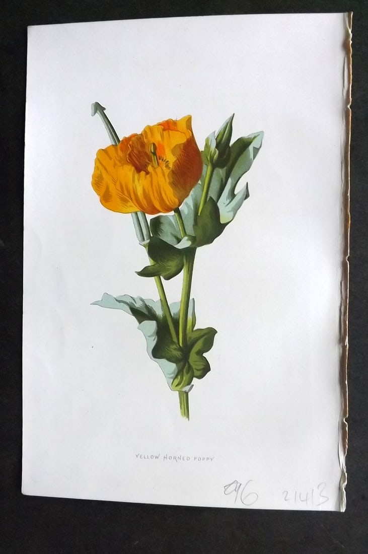 Hulme, Edward 1878 First Edition Botanical Print. Yellow Horned Poppy: Chromolithographs Published C1880, London for "Familiar Garden Flowers" First Edition by F. Edward Hulme & Shirley Hibberd. Paper Size: 7.5 x 5 inch (19 x 13cm) Right margin with surface paper loss, o
