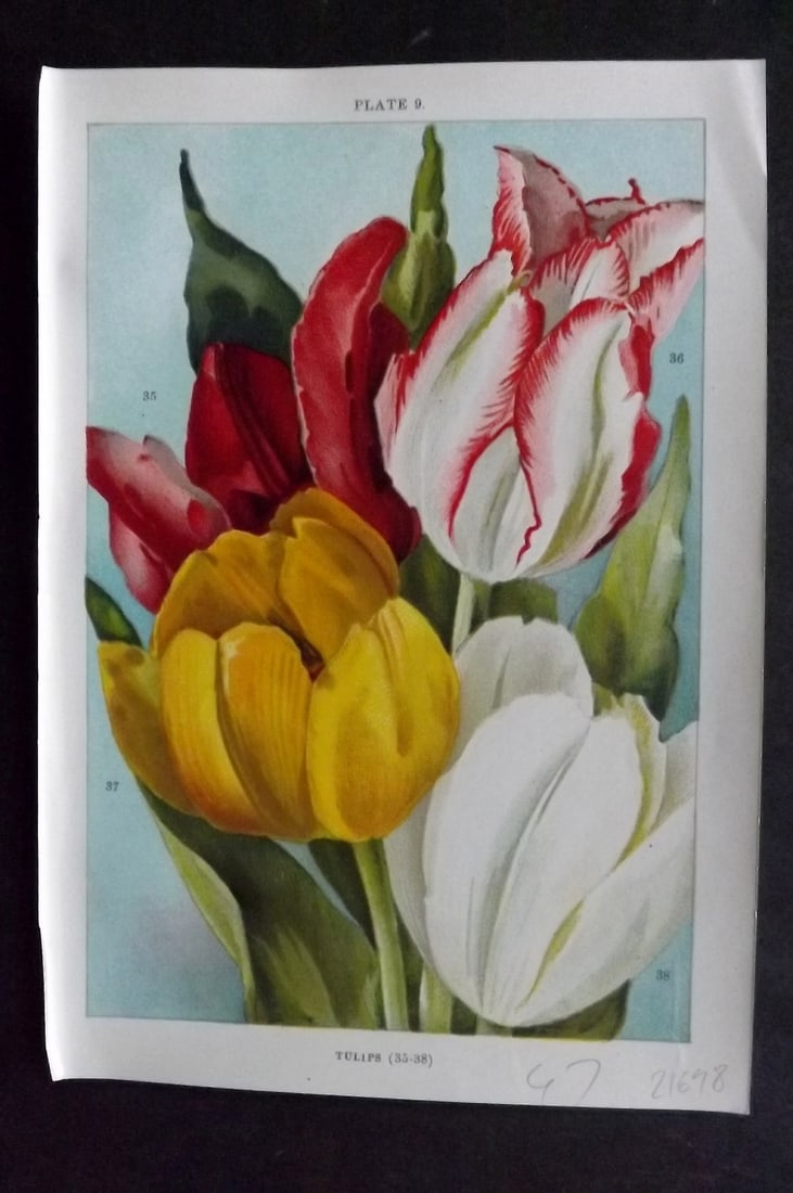 Weathers, John 1905 Botanical Print. Tulips 09: Chromolithograph Published 1905, London for "Beautiful Bulbous Plants for the Open Air" by John Weathers. Paper Size: 8 x 5.5 inch (20 x 14cm) Good Condition