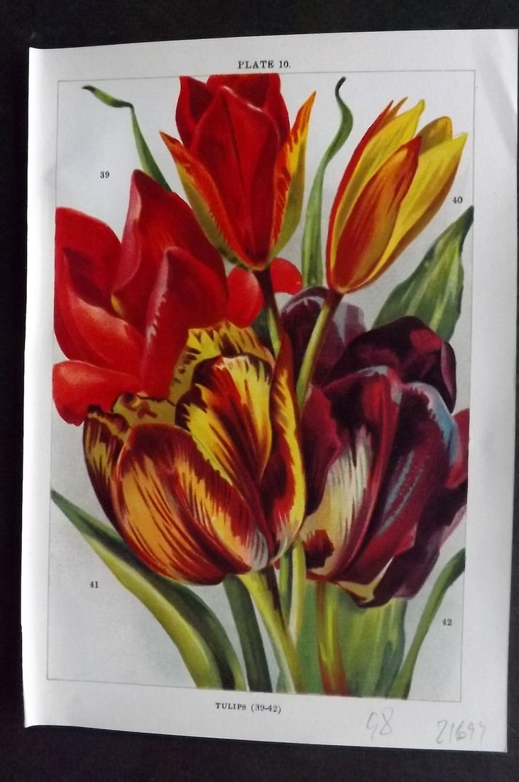 Weathers, John 1905 Botanical Print. Tulips 10: Chromolithograph Published 1905, London for "Beautiful Bulbous Plants for the Open Air" by John Weathers. Paper Size: 8 x 5.5 inch (20 x 14cm) Good Condition
