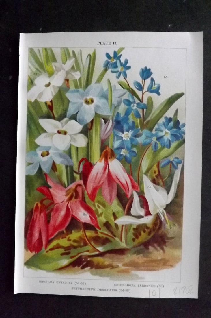 Weathers, John 1905 Botanical Print. Brodiea, Chionodoxa, Erythronium 13: Chromolithograph Published 1905, London for "Beautiful Bulbous Plants for the Open Air" by John Weathers. Paper Size: 8 x 5.5 inch (20 x 14cm) Good Condition