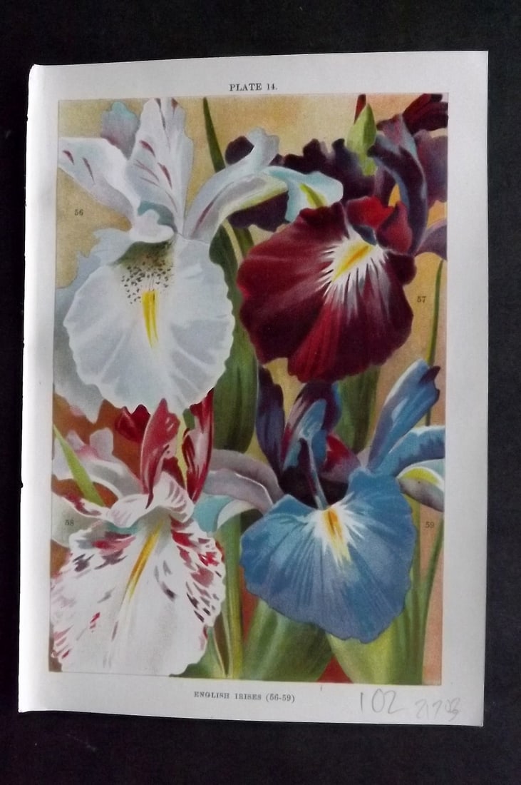 Weathers, John 1905 Botanical Print. English Irises 14 Iris: Chromolithograph Published 1905, London for "Beautiful Bulbous Plants for the Open Air" by John Weathers. Paper Size: 8 x 5.5 inch (20 x 14cm) Good Condition