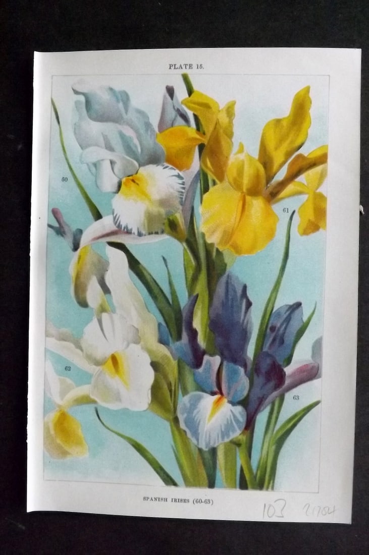Weathers, John 1905 Botanical Print. Spanish Irises 15 Iris: Chromolithograph Published 1905, London for "Beautiful Bulbous Plants for the Open Air" by John Weathers. Paper Size: 8 x 5.5 inch (20 x 14cm) Good Condition