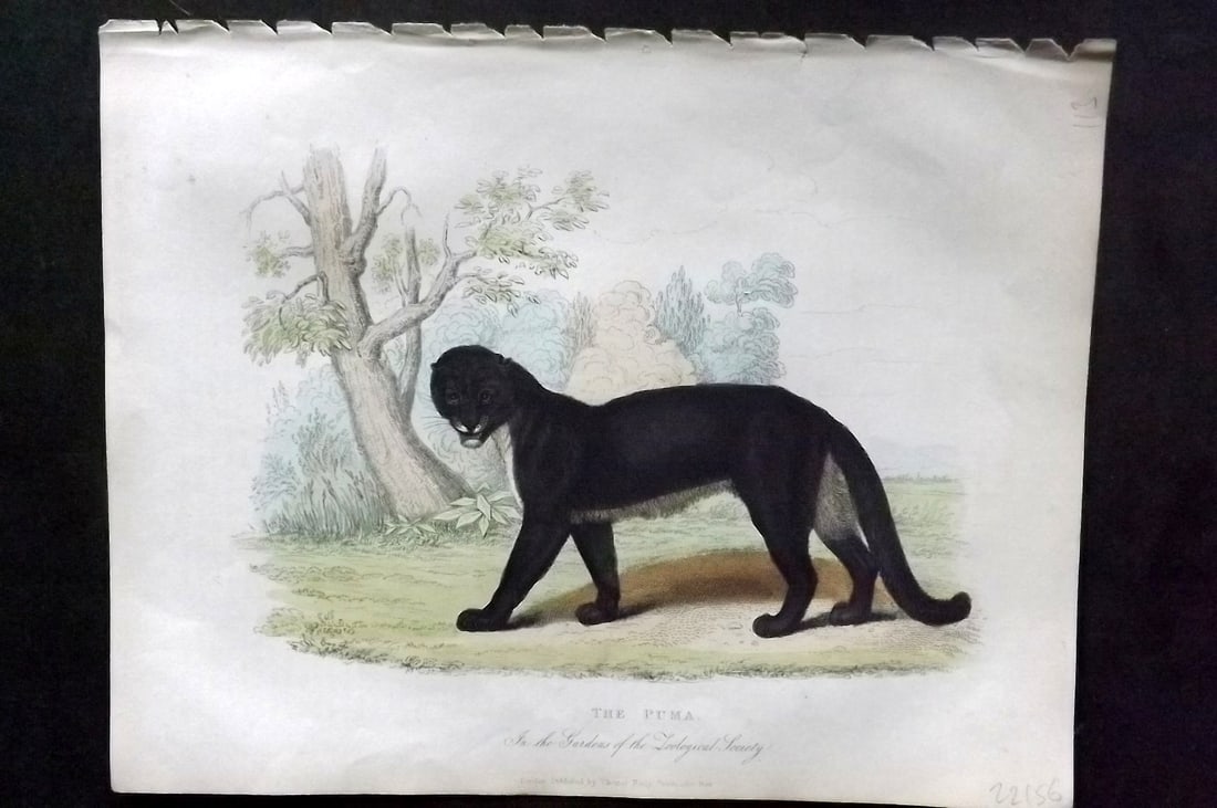 Buffon, Smellie & Huish 1862 Hand Col Print. Puma: Hand Colored Etching/Engraving Published 1862 by Thomas Kelly, London for "A Natural History, General and Particular..." by The Comte de Buffon and William Smellie. A New and Enlarged Edition, also co