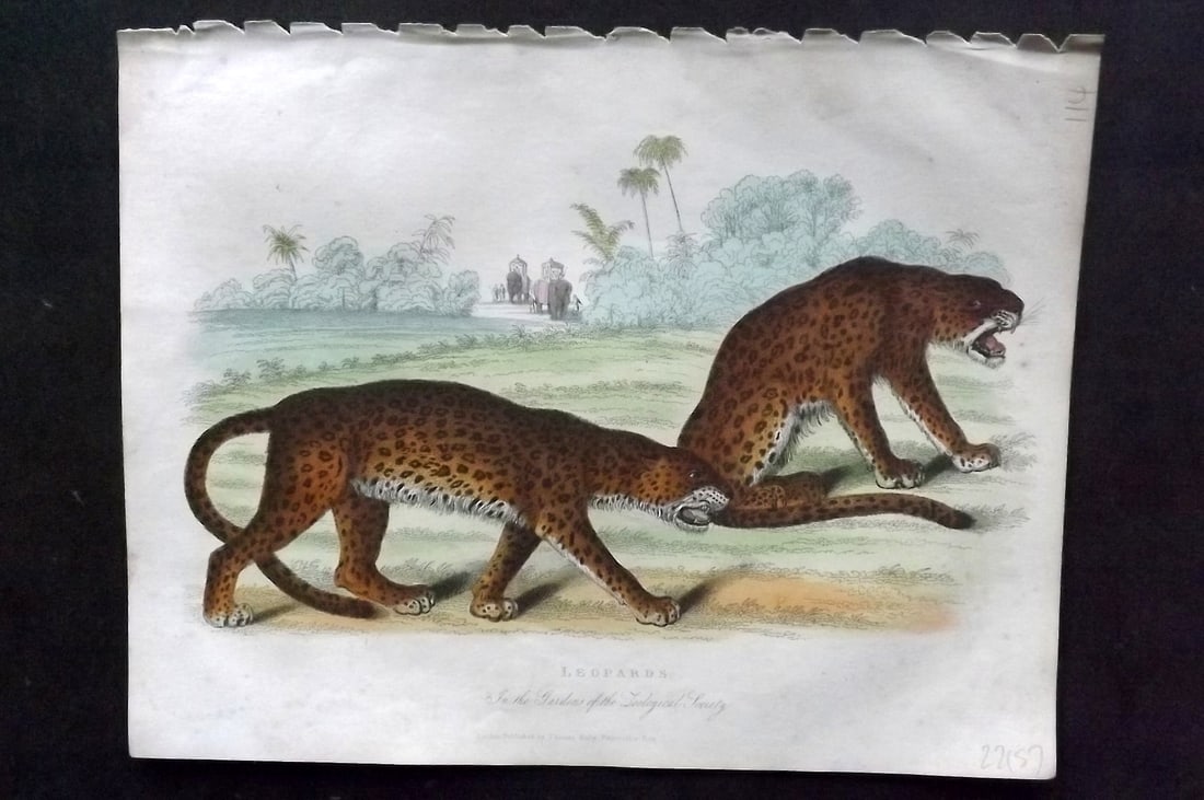 Buffon, Smellie & Huish 1862 Hand Col Print. Leopards: Hand Colored Etching/Engraving Published 1862 by Thomas Kelly, London for "A Natural History, General and Particular..." by The Comte de Buffon and William Smellie. A New and Enlarged Edition, also co