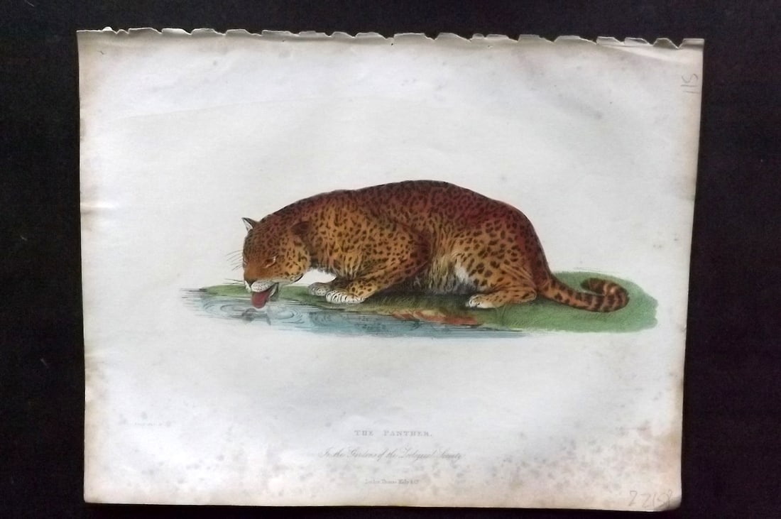 Buffon, Smellie & Huish 1862 Hand Col Print. Panther: Hand Colored Etching/Engraving Published 1862 by Thomas Kelly, London for "A Natural History, General and Particular..." by The Comte de Buffon and William Smellie. A New and Enlarged Edition, also co