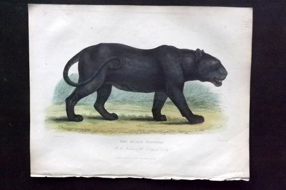 Buffon, Smellie & Huish 1862 Hand Col Print. Black Panther: Hand Colored Etching/Engraving Published 1862 by Thomas Kelly, London for "A Natural History, General and Particular..." by The Comte de Buffon and William Smellie. A New and Enlarged Edition, also co