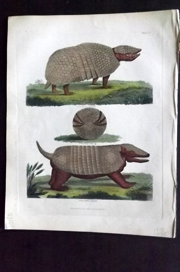 Buffon, Smellie & Huish 1862 Hand Col Print. Three & Seven Banded Armadiillo: Hand Colored Etching/Engraving Published 1862 by Thomas Kelly, London for "A Natural History, General and Particular..." by The Comte de Buffon and William Smellie. A New and Enlarged Edition, also co