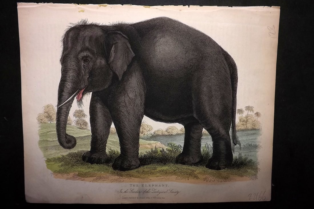 Buffon, Smellie & Huish 1862 Hand Col Print. Elephant: Hand Colored Etching/Engraving Published 1862 by Thomas Kelly, London for "A Natural History, General and Particular..." by The Comte de Buffon and William Smellie. A New and Enlarged Edition, also co