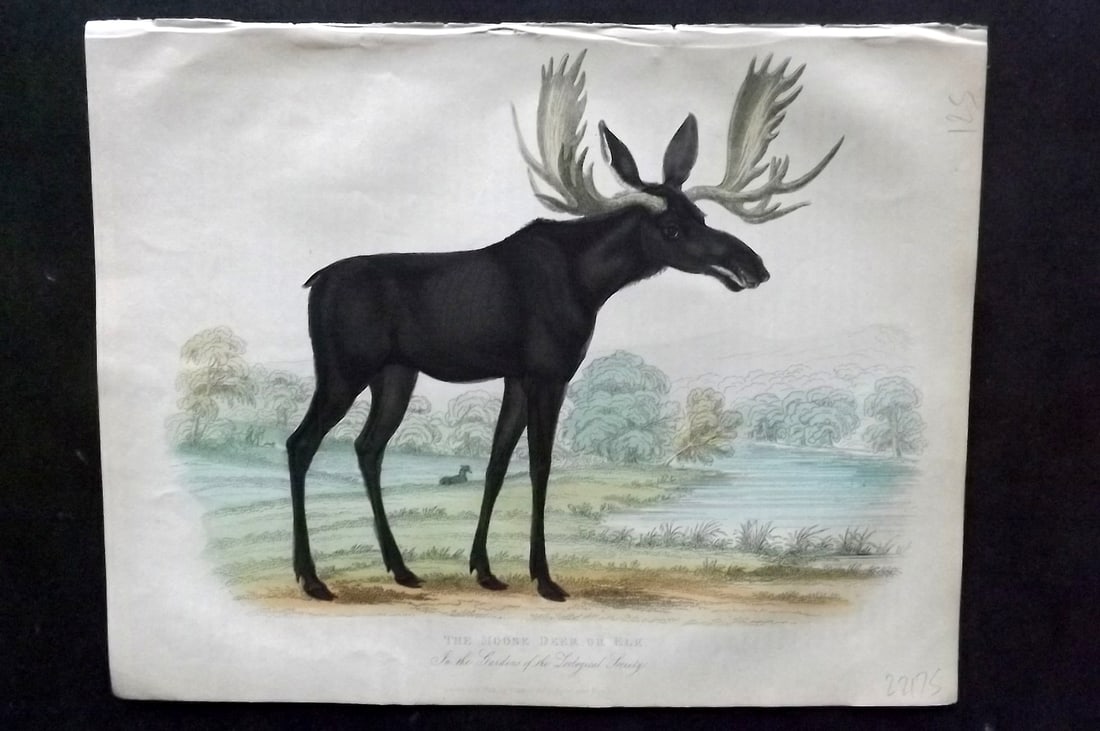 Buffon, Smellie & Huish 1862 Hand Col Print. Moose Deer or Elk: Hand Colored Etching/Engraving Published 1862 by Thomas Kelly, London for "A Natural History, General and Particular..." by The Comte de Buffon and William Smellie. A New and Enlarged Edition, also co