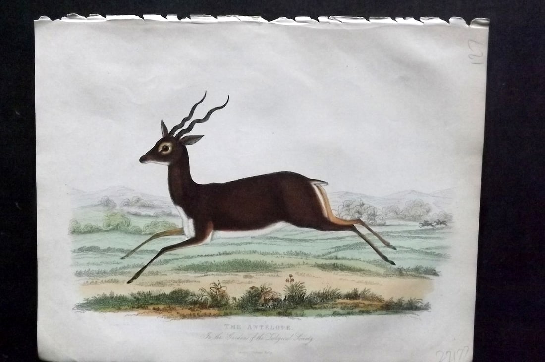 Buffon, Smellie & Huish 1862 Hand Col Print. Antelope: Hand Colored Etching/Engraving Published 1862 by Thomas Kelly, London for "A Natural History, General and Particular..." by The Comte de Buffon and William Smellie. A New and Enlarged Edition, also co