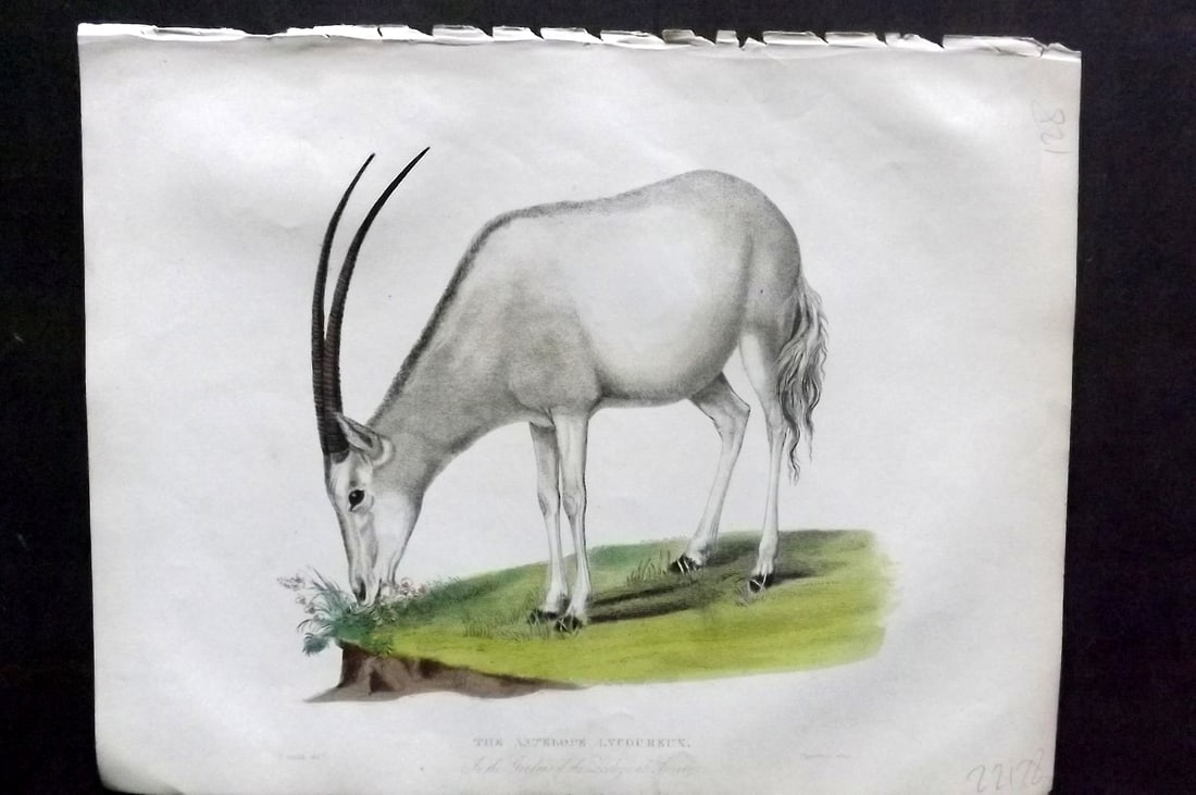 Buffon, Smellie & Huish 1862 Hand Col Print. Antelope Lycoureux: Hand Colored Etching/Engraving Published 1862 by Thomas Kelly, London for "A Natural History, General and Particular..." by The Comte de Buffon and William Smellie. A New and Enlarged Edition, also co