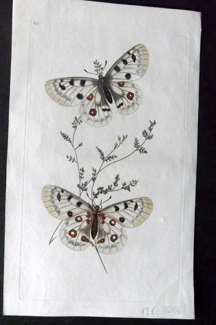 Donovan British Insects 1808 Hand Col Print. Apollo Butterfly 433: Hand Colored Etching Published 1796-1813, London for "The Natural History of British Insects" by Edward Donovan. With accompanying descriptive text. On good quality Whatman Wove Paper. Paper Size: 9.5