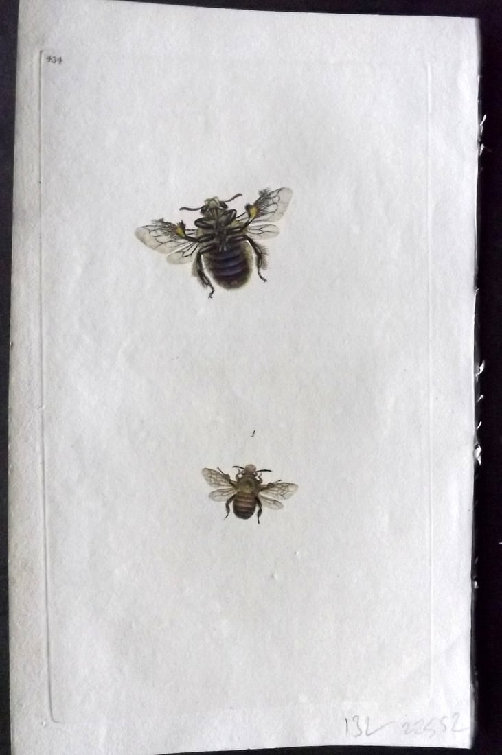 Donovan British Insects 1808 Hand Col Print. Plume Legged Bee 434: Hand Colored Etching Published 1796-1813, London for "The Natural History of British Insects" by Edward Donovan. With accompanying descriptive text. On good quality Whatman Wove Paper. Paper Size: 9.5