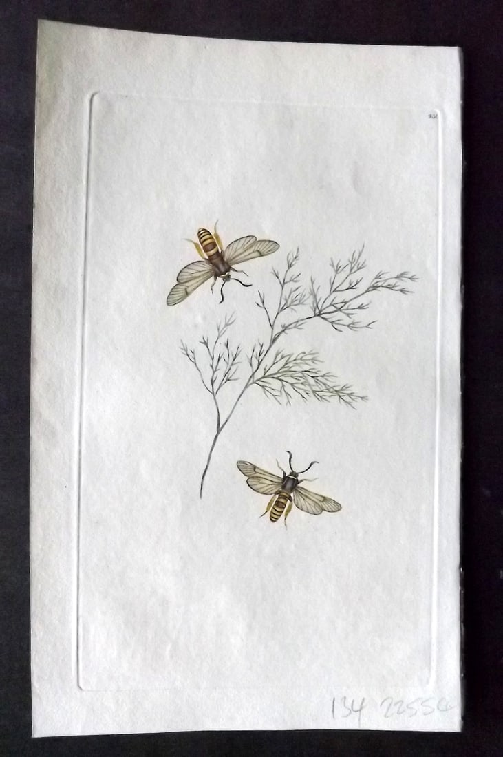 Donovan British Insects 1808 Hand Col Print. Lunar Hornet Sphinx 436: Hand Colored Etching Published 1796-1813, London for "The Natural History of British Insects" by Edward Donovan. With accompanying descriptive text. On good quality Whatman Wove Paper. Paper Size: 9.5