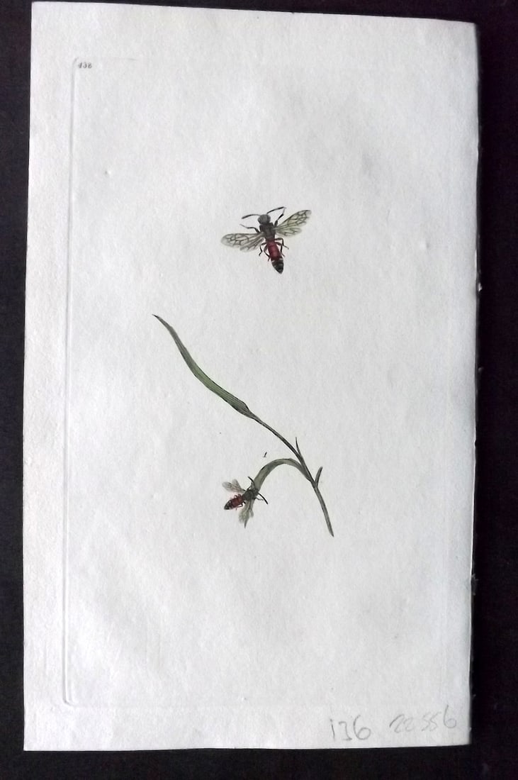 Donovan British Insects 1808 Hand Col Print. Five Spot Bee 438: Hand Colored Etching Published 1796-1813, London for "The Natural History of British Insects" by Edward Donovan. With accompanying descriptive text. On good quality Whatman Wove Paper. Paper Size: 9.5