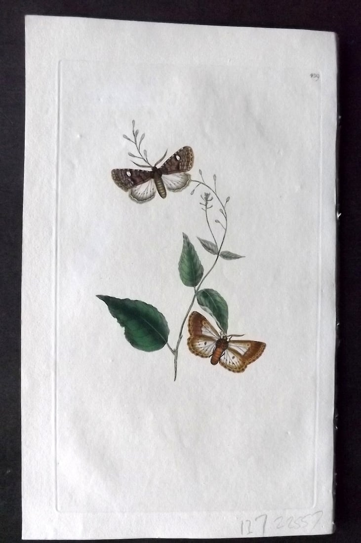 Donovan British Insects 1808 Hand Col Print. Green Brindled Dot Moth 439: Hand Colored Etching Published 1796-1813, London for "The Natural History of British Insects" by Edward Donovan. With accompanying descriptive text. On good quality Whatman Wove Paper. Paper Size: 9.5