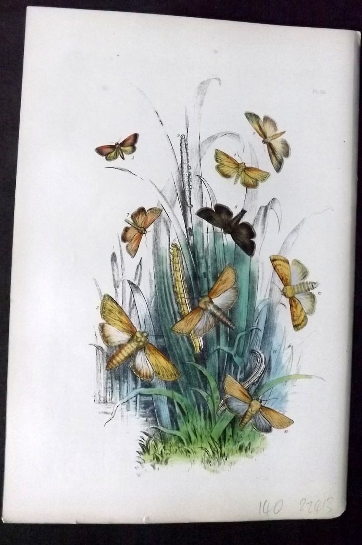 Humphreys, Noel 1860 Antique Hand Coloured Moth Print 26: Hand Colored Lithograph Published 1858-60, London for "The Genera of British Moths" by Noel H. Humphreys. Paper Size: 10 x 7 inch (25 x 18cm) Good Condition