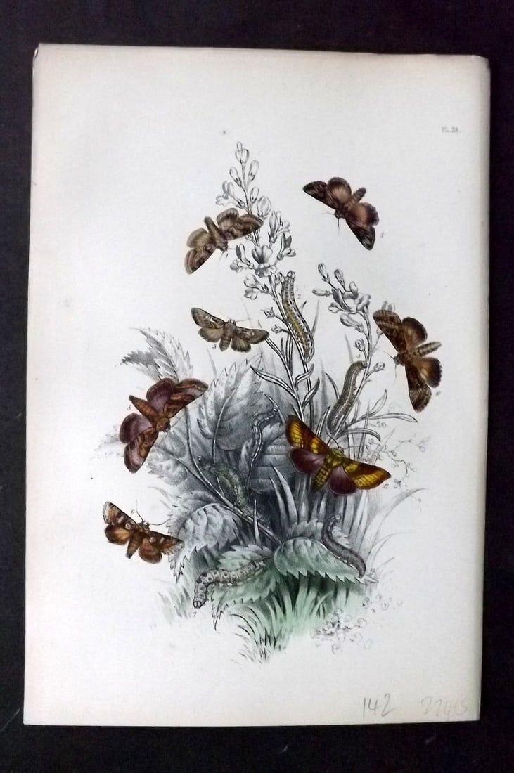 Humphreys, Noel 1860 Antique Hand Coloured Moth Print 28: Hand Colored Lithograph Published 1858-60, London for "The Genera of British Moths" by Noel H. Humphreys. Paper Size: 10 x 7 inch (25 x 18cm) Good Condition