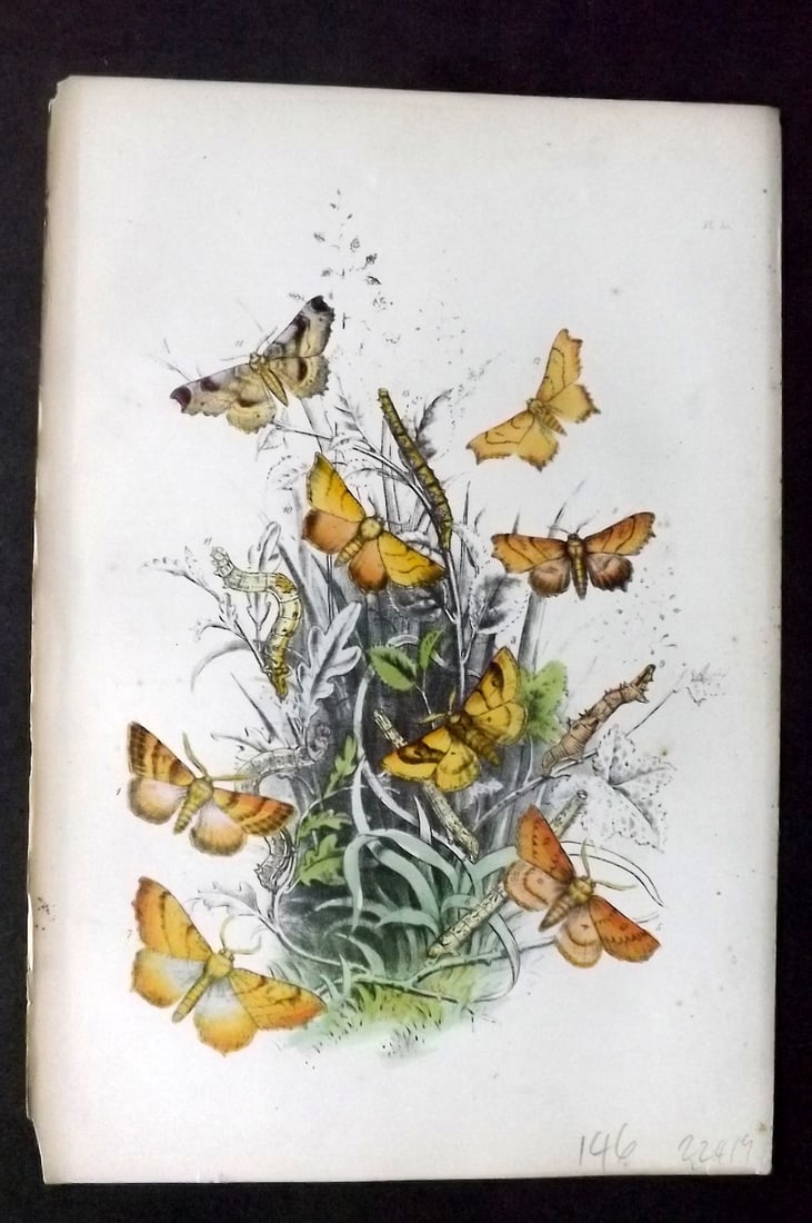 Humphreys, Noel 1860 Antique Hand Coloured Moth Print 33: Hand Colored Lithograph Published 1858-60, London for "The Genera of British Moths" by Noel H. Humphreys. Paper Size: 10 x 7 inch (25 x 18cm) Very minor background toning. Good Condition