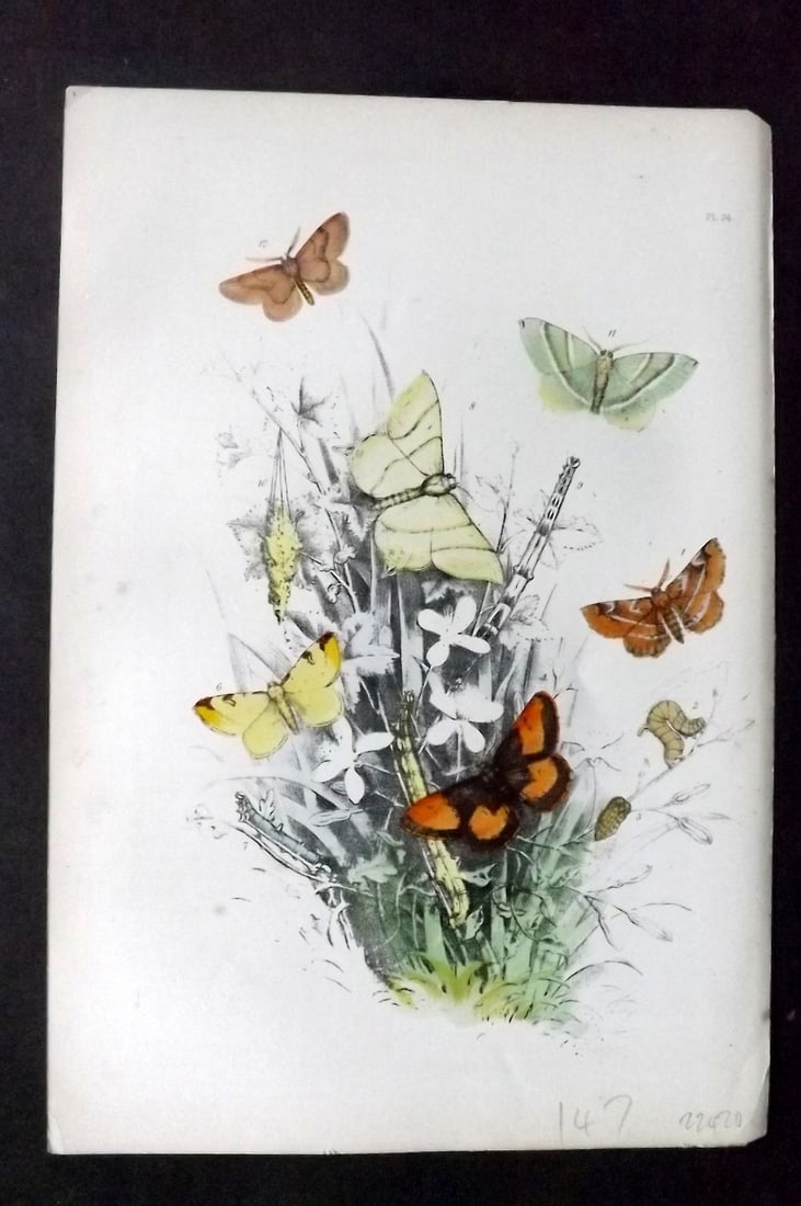 Humphreys, Noel 1860 Antique Hand Coloured Moth Print 34: Hand Colored Lithograph Published 1858-60, London for "The Genera of British Moths" by Noel H. Humphreys. Paper Size: 10 x 7 inch (25 x 18cm) Very minor background toning. Good Condition