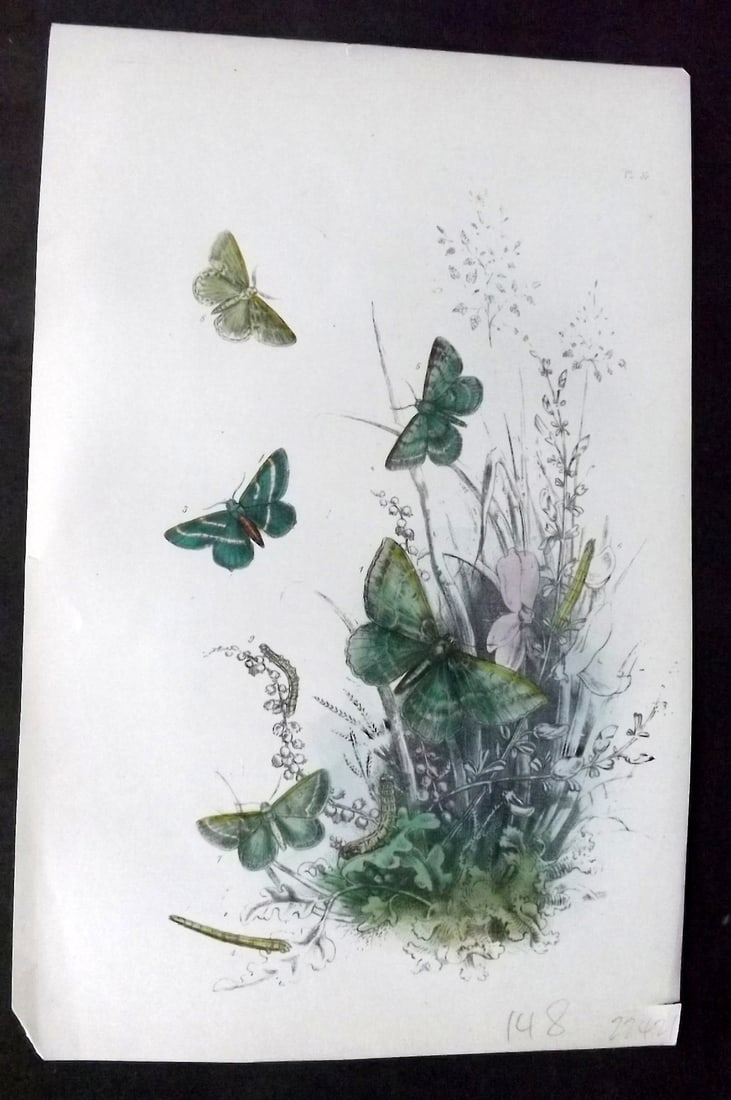 Humphreys, Noel 1860 Antique Hand Coloured Moth Print 35: Hand Colored Lithograph Published 1858-60, London for "The Genera of British Moths" by Noel H. Humphreys. Paper Size: 10 x 7 inch (25 x 18cm) Good Condition