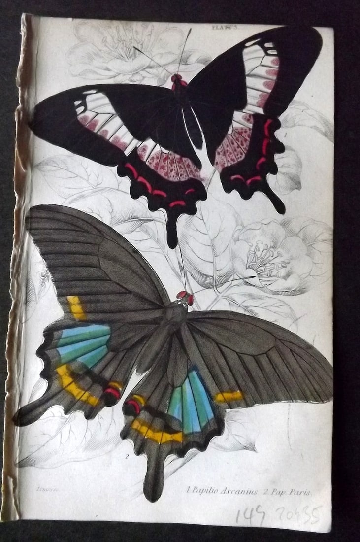 Jardine 1837 Hand Col Butterfly Print. Papilio Ascanius, Paris 03: Hand Colored Steel Engraving/Etching Published 1833-43 by W.H.Lizars, Edinburgh for "The Naturalist's Library"by Sir William Jardine. Paper Size: 6.5 x 4.25 inch (17 x 11cm) Good Condition