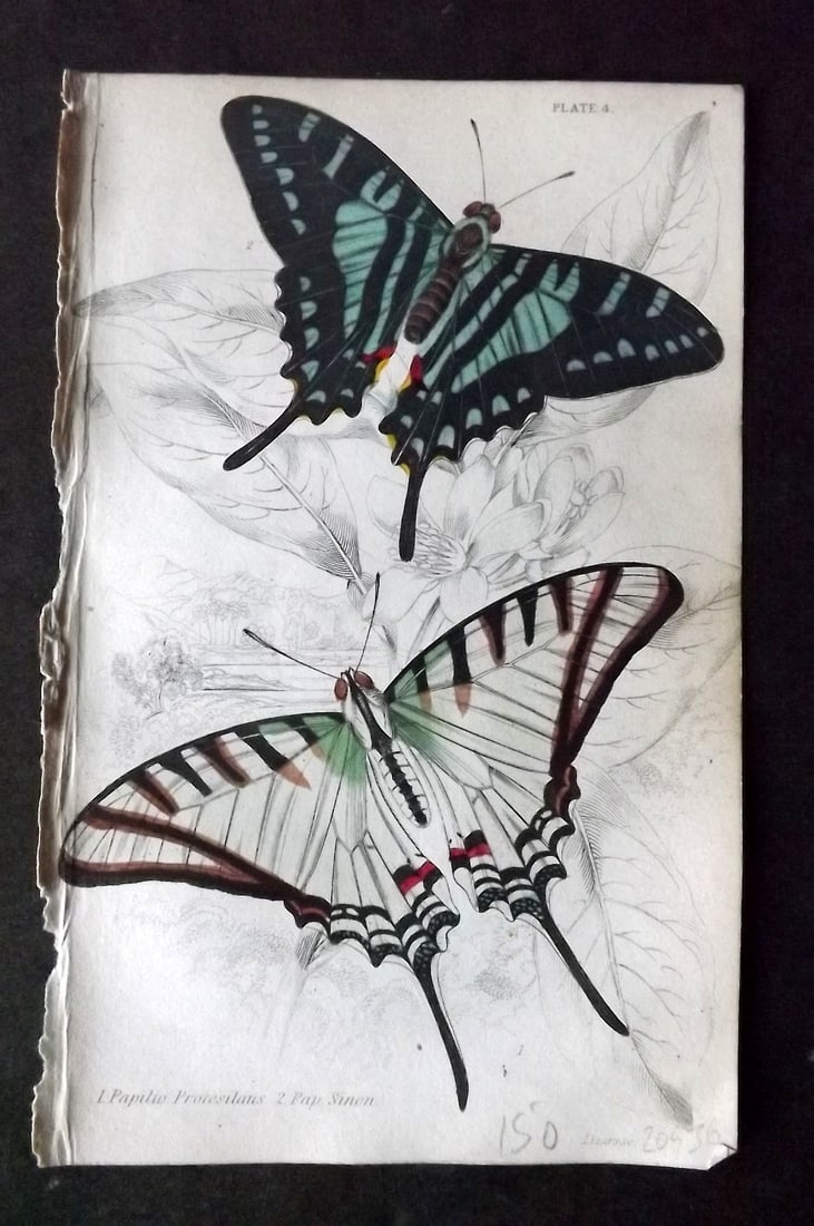 Jardine 1837 Hand Col Butterfly Print. Papilio Protesilans, Sinon 04: Hand Colored Steel Engraving/Etching Published 1833-43 by W.H.Lizars, Edinburgh for "The Naturalist's Library"by Sir William Jardine. Paper Size: 6.5 x 4.25 inch (17 x 11cm) Good Condition
