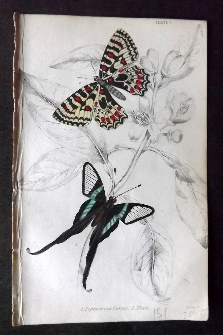Jardine 1837 Hand Col Butterfly Print. Leptocircus Curus, Thais 05: Hand Colored Steel Engraving/Etching Published 1833-43 by W.H.Lizars, Edinburgh for "The Naturalist's Library"by Sir William Jardine. Paper Size: 6.5 x 4.25 inch (17 x 11cm) Good Condition