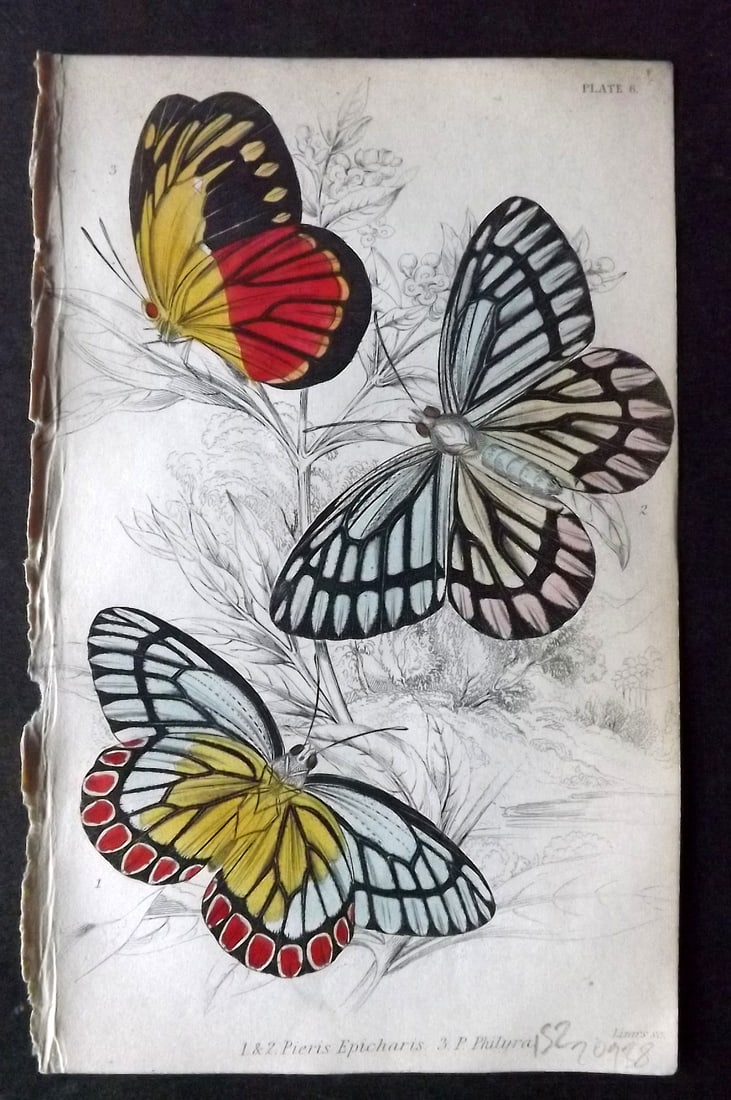 Jardine 1837 Hand Col Butterfly Print. Pieris Epicharis, Philyra 06: Hand Colored Steel Engraving/Etching Published 1833-43 by W.H.Lizars, Edinburgh for "The Naturalist's Library"by Sir William Jardine. Paper Size: 6.5 x 4.25 inch (17 x 11cm) Good Condition