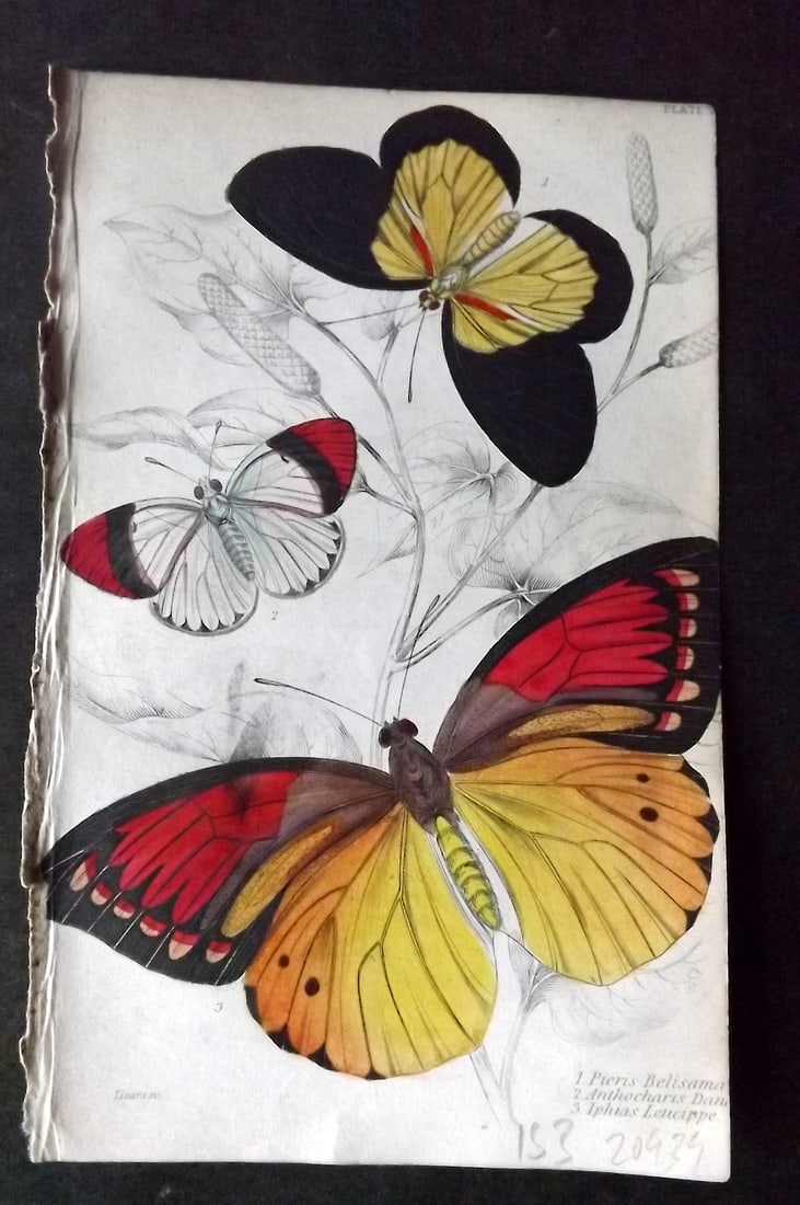 Jardine 1837 Hand Col Butterfly Print. Pieris Belisama, Anthocharis, Iphias 07: Hand Colored Steel Engraving/Etching Published 1833-43 by W.H.Lizars, Edinburgh for "The Naturalist's Library"by Sir William Jardine. Paper Size: 6.5 x 4.25 inch (17 x 11cm) Good Condition