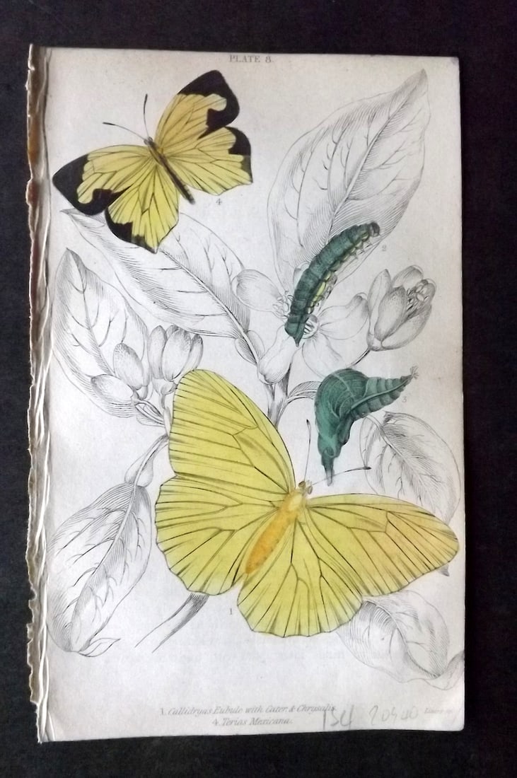 Jardine 1837 Hand Col Butterfly Print. Callidryas Eubule, Terias Mexicana 08: Hand Colored Steel Engraving/Etching Published 1833-43 by W.H.Lizars, Edinburgh for "The Naturalist's Library"by Sir William Jardine. Paper Size: 6.5 x 4.25 inch (17 x 11cm) Good Condition