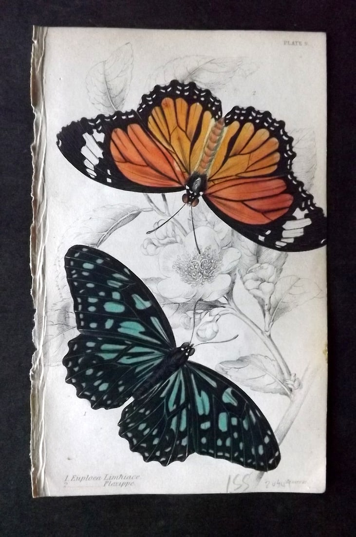 Jardine 1837 Hand Col Butterfly Print. Euploea Limniace & Plexippe 09: Hand Colored Steel Engraving/Etching Published 1833-43 by W.H.Lizars, Edinburgh for "The Naturalist's Library"by Sir William Jardine. Paper Size: 6.5 x 4.25 inch (17 x 11cm) Good Condition