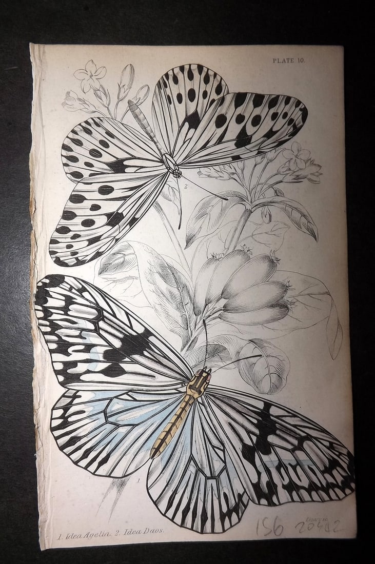 Jardine 1837 Hand Col Butterfly Print. Idea Agelia, Idea Daos 10: Hand Colored Steel Engraving/Etching Published 1833-43 by W.H.Lizars, Edinburgh for "The Naturalist's Library"by Sir William Jardine. Paper Size: 6.5 x 4.25 inch (17 x 11cm) Good Condition