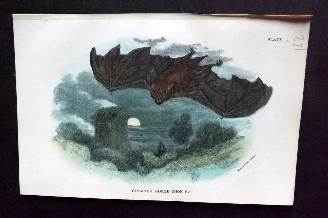Lloyds 1896 Antique Print. Great Horse Shoe Bat: Chromolithograph Published 1894-97, London for "Lloyds's Natural History" Edited by R. Bowdler Sharpe, W. F. Kirby, H. O. Forbes, R. Lydekker, and W. R. Olive-Grant. Illustrated after Keulemans, Gould