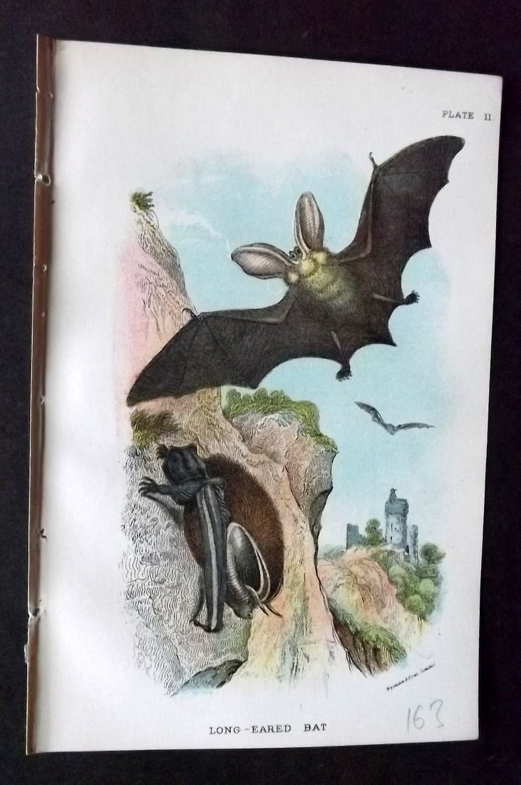 Lloyds 1896 Antique Print. Long Eared Bat: Chromolithograph Published 1894-97, London for "Lloyds's Natural History" Edited by R. Bowdler Sharpe, W. F. Kirby, H. O. Forbes, R. Lydekker, and W. R. Olive-Grant. Illustrated after Keulemans, Gould