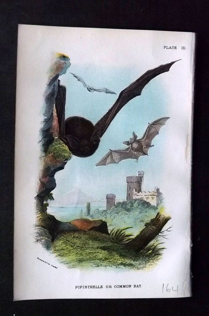 Lloyds 1896 Antique Print. Pipistrelle or Common Bat: Chromolithograph Published 1894-97, London for "Lloyds's Natural History" Edited by R. Bowdler Sharpe, W. F. Kirby, H. O. Forbes, R. Lydekker, and W. R. Olive-Grant. Illustrated after Keulemans, Gould