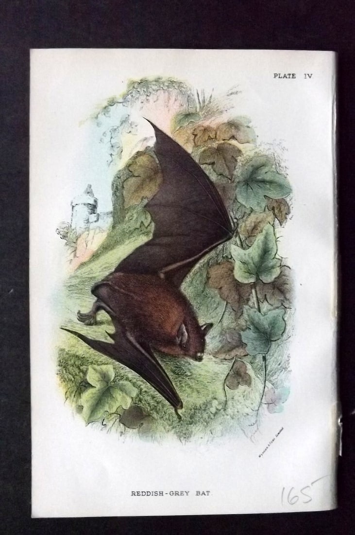 Lloyds 1896 Antique Print. Reddish-Grey Bat: Chromolithograph Published 1894-97, London for "Lloyds's Natural History" Edited by R. Bowdler Sharpe, W. F. Kirby, H. O. Forbes, R. Lydekker, and W. R. Olive-Grant. Illustrated after Keulemans, Gould