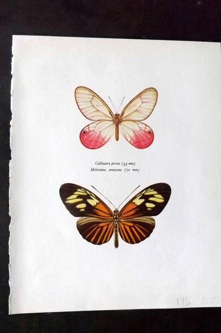 Prochazka 1963 Vintage Butterfly Print. Callitaera Pireta, Heliconius Amazona (1 of 1)