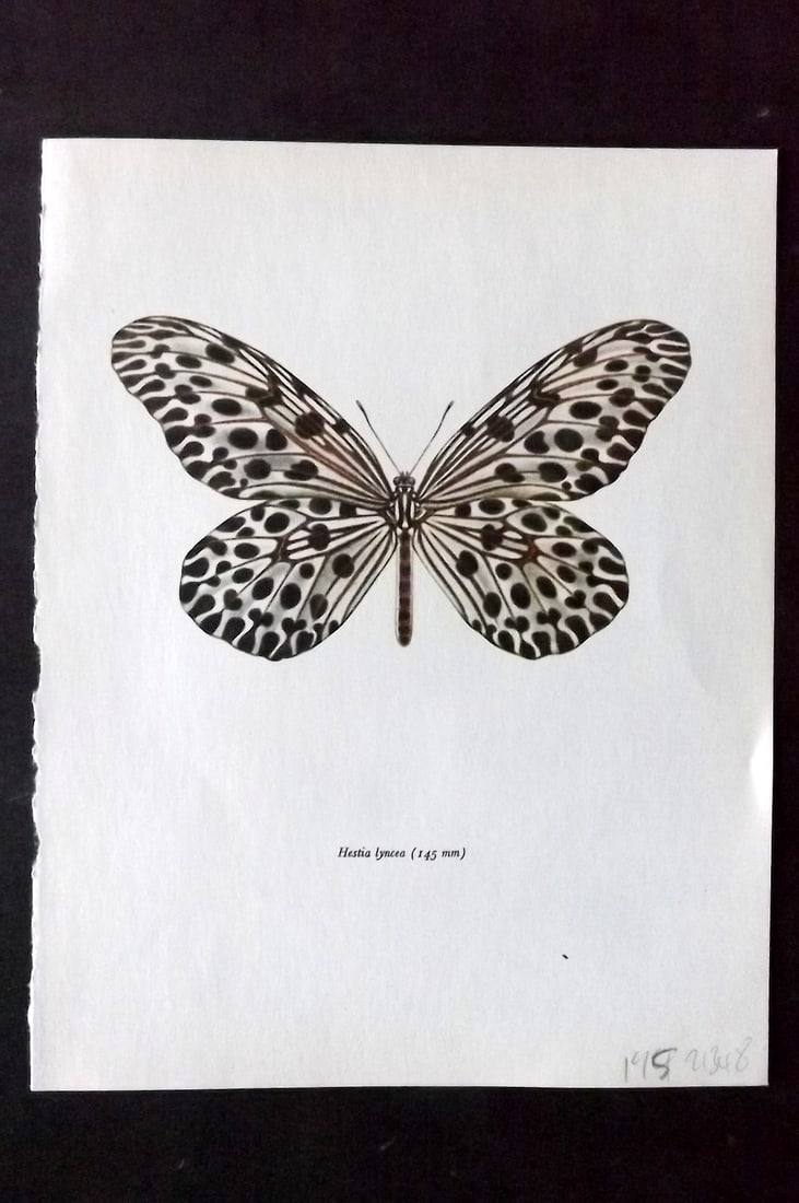 Prochazka 1963 Vintage Butterfly Print. Hestia Lyncea: Vintage Offset Lithograph Published 1963, London for "Beautiful Butterflies" by J. Moucha. Illustrated by Frantisek Prochazka. Descriptive text to verso, but this relates to the adjacent plate. On nic