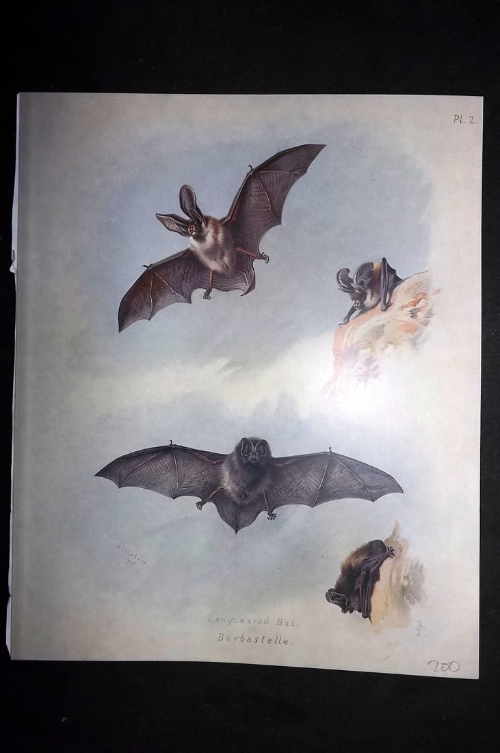 Thorburn, Archibald 1920 Rare Folio Print. Bats - Long Eared, Barbastelle 02: Folio Chromolithographs Published 1920-21, London for "British Mammals" by Archibald Thorburn. On Heavy Stock Paper. Rare. This Edition Limited to 500 Copies. Paper Size: 12.5 x 10 inch (32 x 25cm) Go