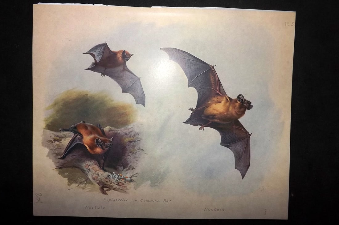 Thorburn, Archibald 1920 Rare Folio Print. Bats - Pipistrelle or Common Bat, Noctule 03: Folio Chromolithographs Published 1920-21, London for "British Mammals" by Archibald Thorburn. On Heavy Stock Paper. Rare. This Edition Limited to 500 Copies. Paper Size: 12.5 x 10 inch (32 x 25cm) Go