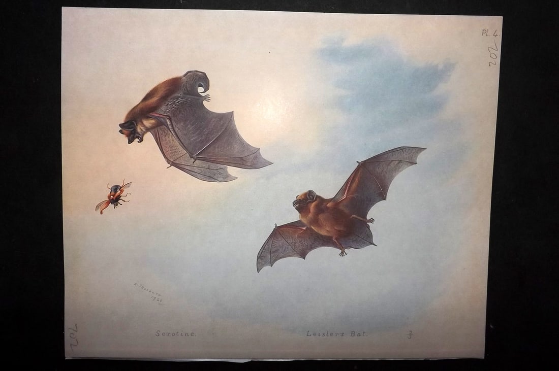 Thorburn, Archibald 1920 Rare Folio Print. Bats - Serotine & Leisler's Bat 04: Folio Chromolithographs Published 1920-21, London for "British Mammals" by Archibald Thorburn. On Heavy Stock Paper. Rare. This Edition Limited to 500 Copies. Paper Size: 12.5 x 10 inch (32 x 25cm) Go