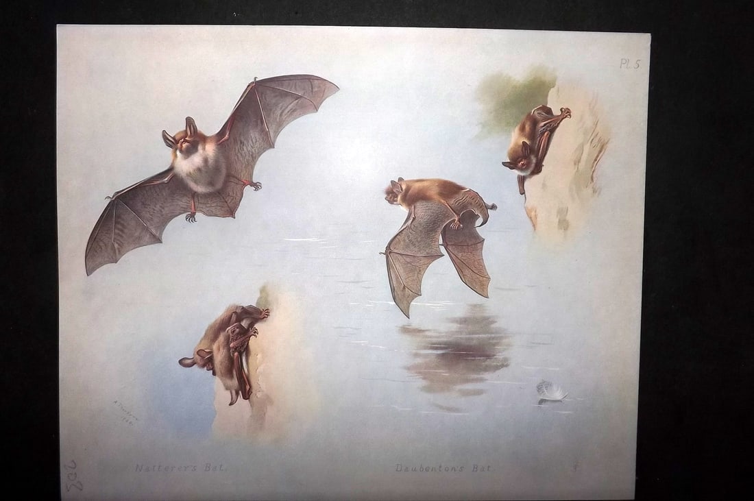 Thorburn, Archibald 1920 Rare Folio Print. Bats - Natterer's & Daubenton's 05: Folio Chromolithographs Published 1920-21, London for "British Mammals" by Archibald Thorburn. On Heavy Stock Paper. Rare. This Edition Limited to 500 Copies. Paper Size: 12.5 x 10 inch (32 x 25cm) Go